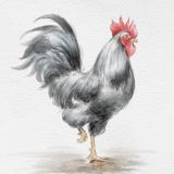 Black Rooster Painting M4