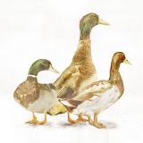 Mallard Ducks Painting M2