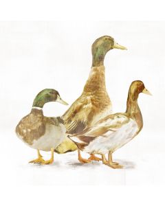 Mallard Ducks Painting M2